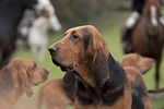Coakham Bloodhounds, Street Farm, Jevington - November 2010 portfolio