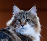 Supreme Cat Show - November 2010 portfolio