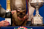 National Cat Club Show - December 2010 portfolio
