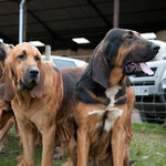 Coakham Bloodhounds, Little Horsted - January 2011 portfolio