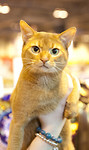 Supreme Cat Show - November 2009 portfolio