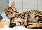 Maidstone & Medway Cat Club Show - December 2009 portfolio