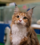 Ragtime TICA Cat Show - January 2010 portfolio