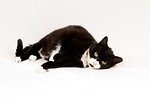 Moggies portfolio