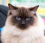 Southern Counties Cat Club Show - January 2010 portfolio