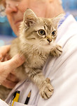 Surrey & Sussex Cat Association Show - March 2010 portfolio