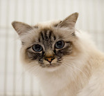 Cambridgeshire Cat Club Show - March 2010 portfolio