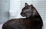 Egyptian Mau Club Show - April 2010 portfolio