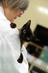 Suffolk & Norfolk Cat Club Show - May 2010 portfolio